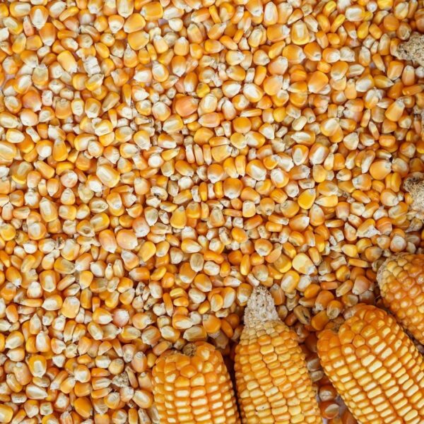 Yellow maize cobs stacked at supplier's warehouse ready for distribution
