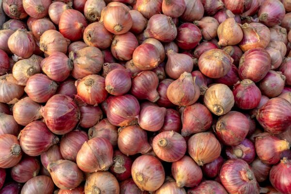 Premium Quality Red Onions Exported from India – Patil More Export