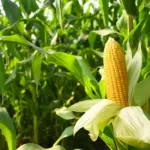 Maize Sowing Season in India 2025: Why Global Importers Should Plan Now